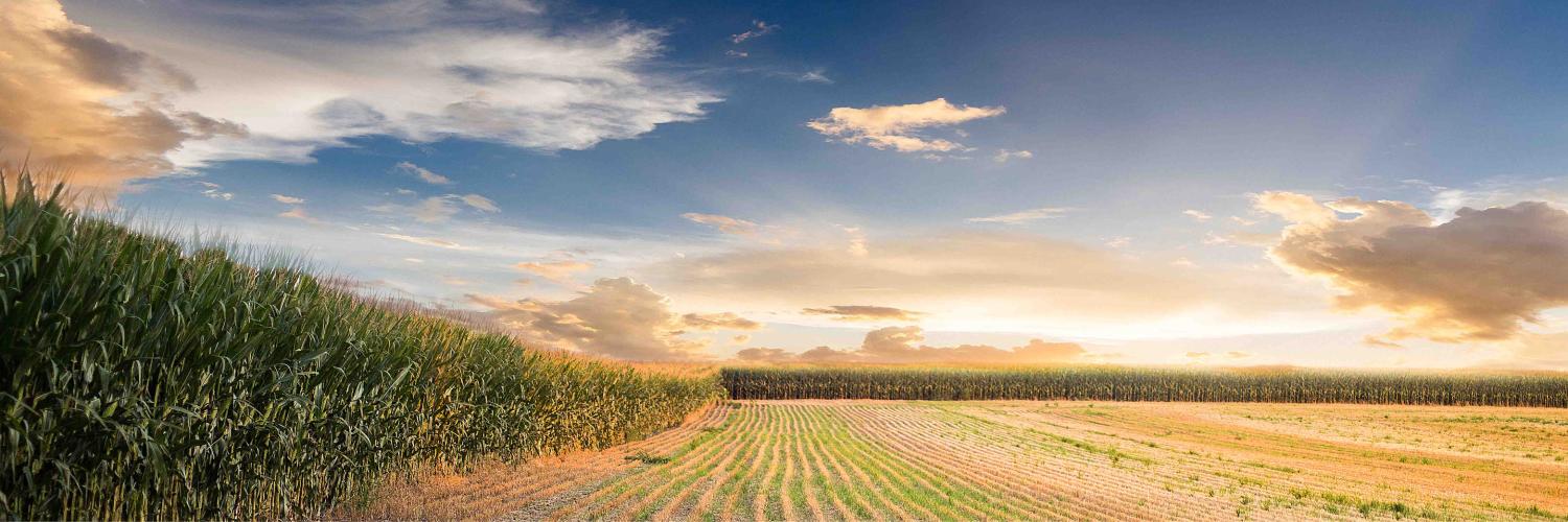 field of corn
