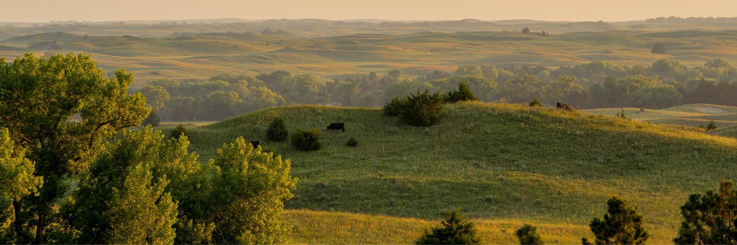 A hilly landscape with some trees